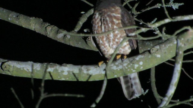 Сова-голконіг далекосхідна - ML646267463