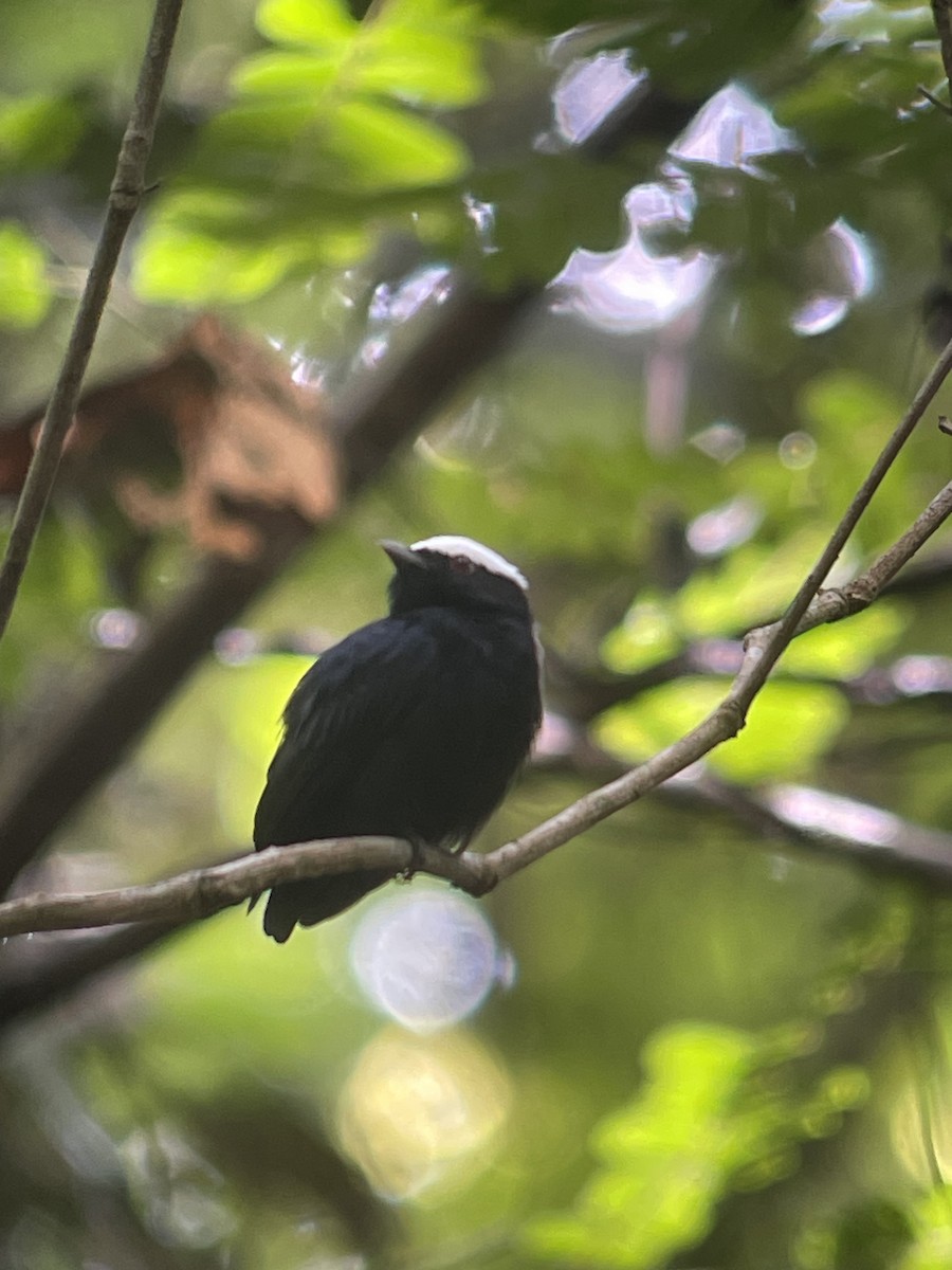 シロボウシマイコドリ - ML646267464