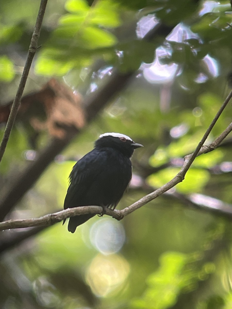 シロボウシマイコドリ - ML646267465