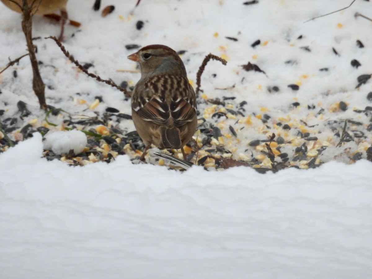 ミヤマシトド - ML646267466