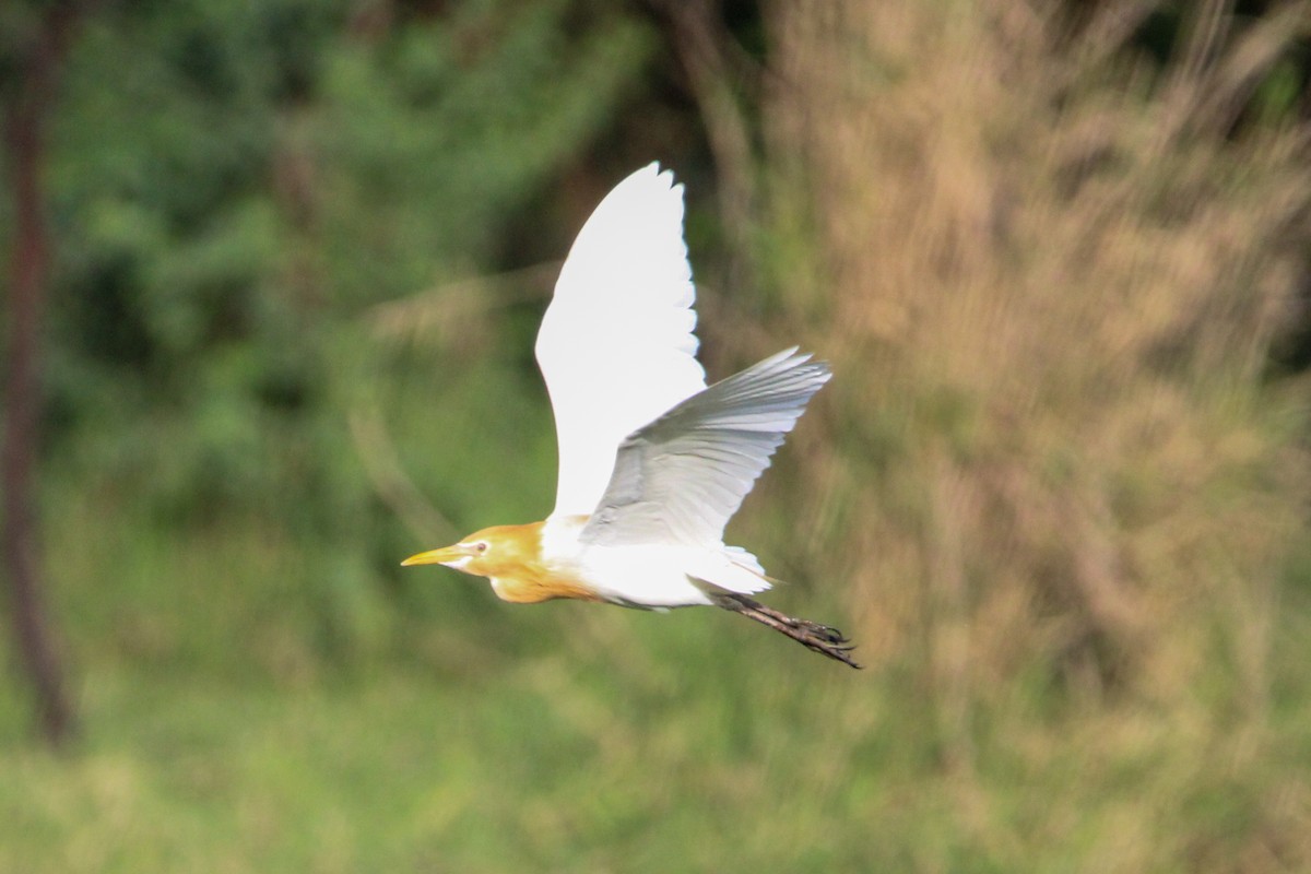 アマサギ - ML646267467