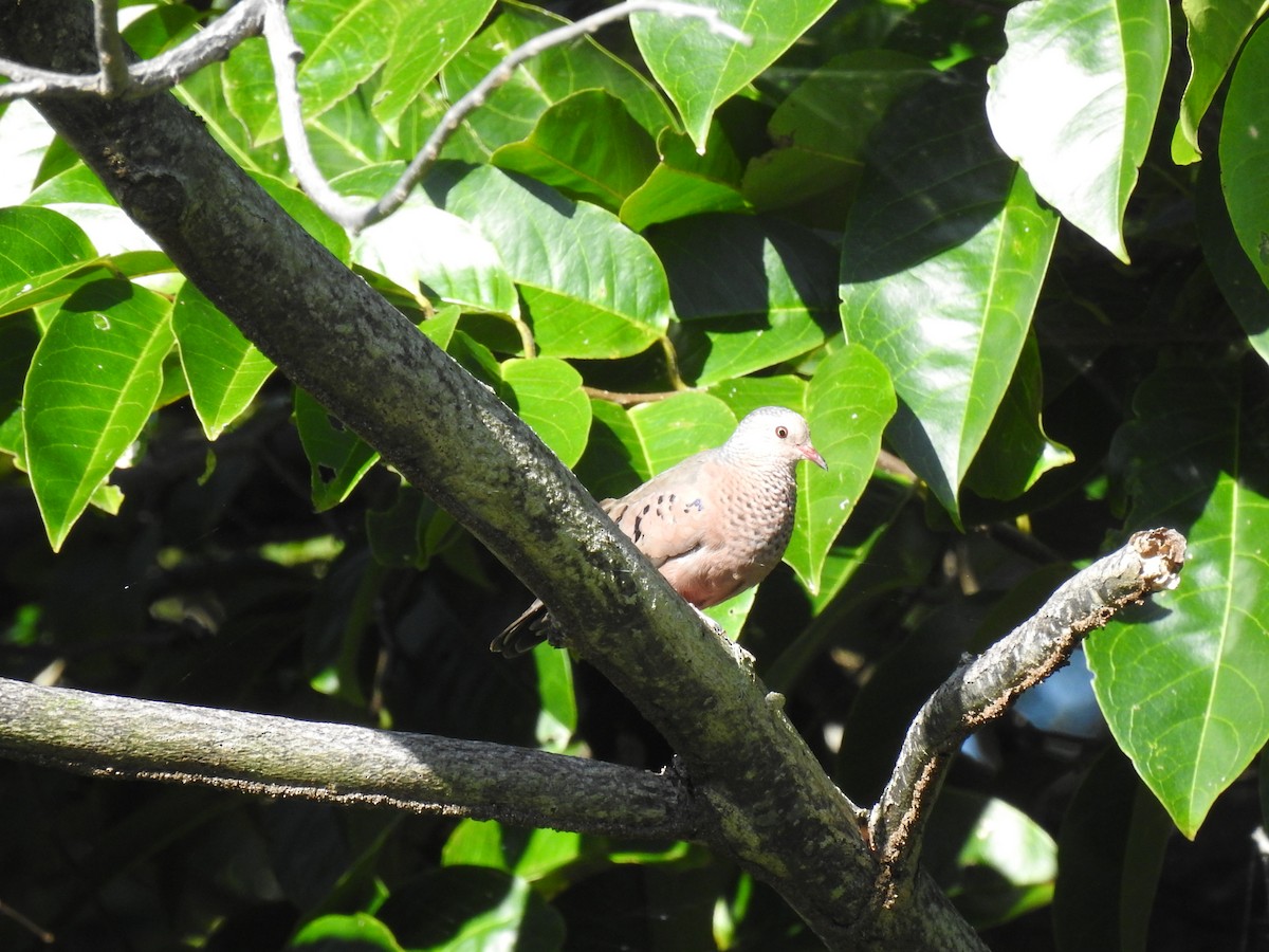 スズメバト - ML646267468