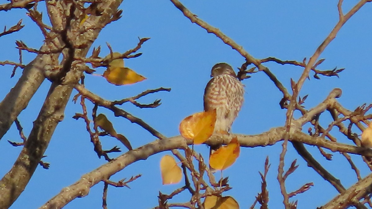 Sharp-shinned Hawk - ML646267471