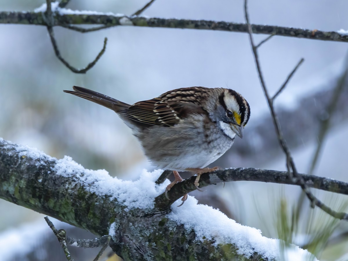 White-throated Sparrow - ML646267477