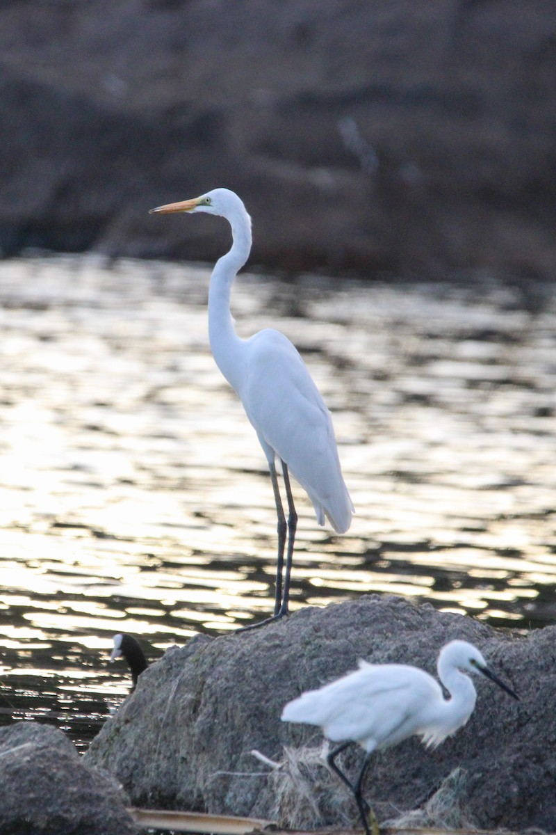 Koartza zuria - ML646267485