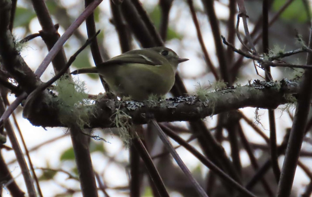 Hutton's Vireo - ML646267486