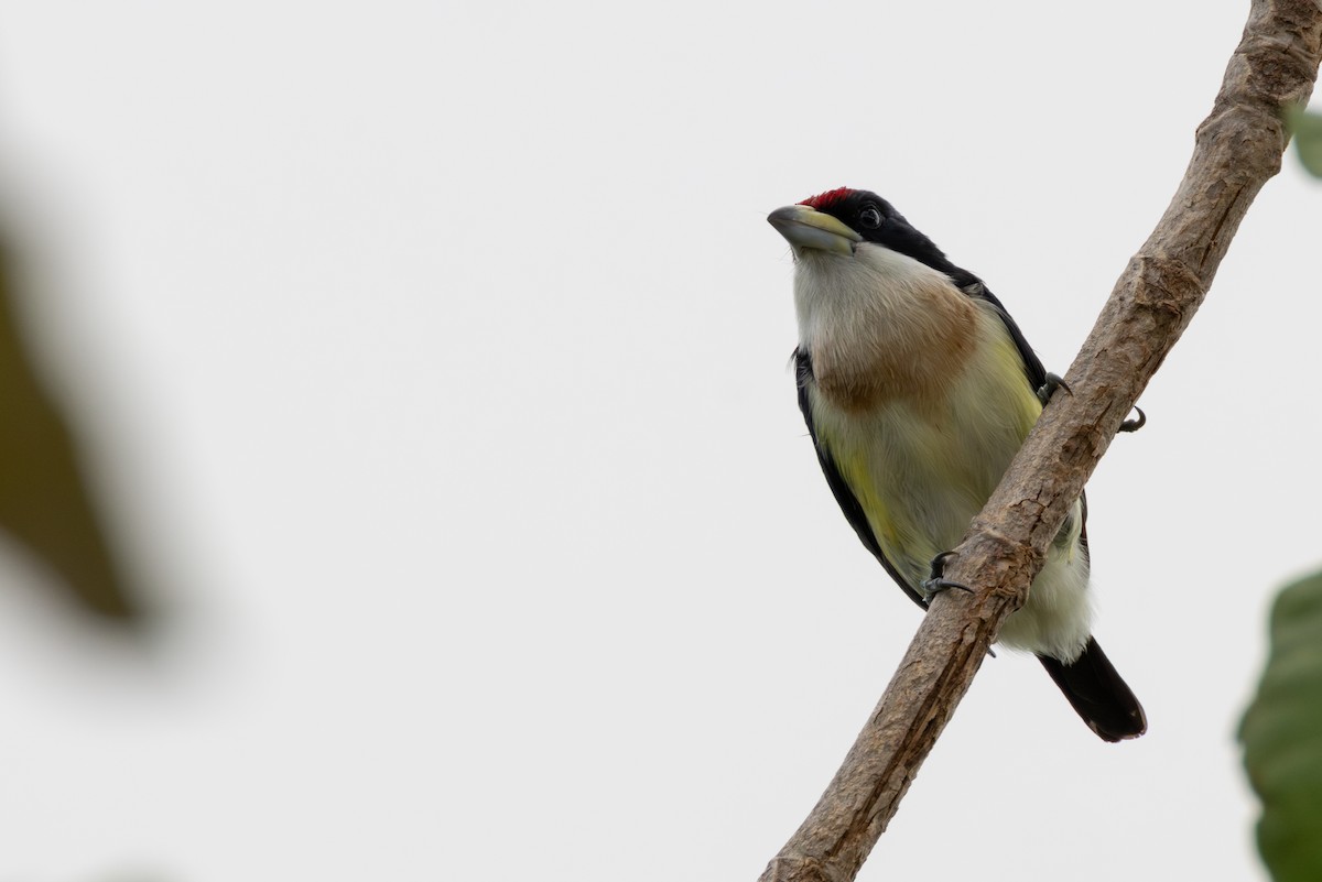 White-mantled Barbet - ML646267492