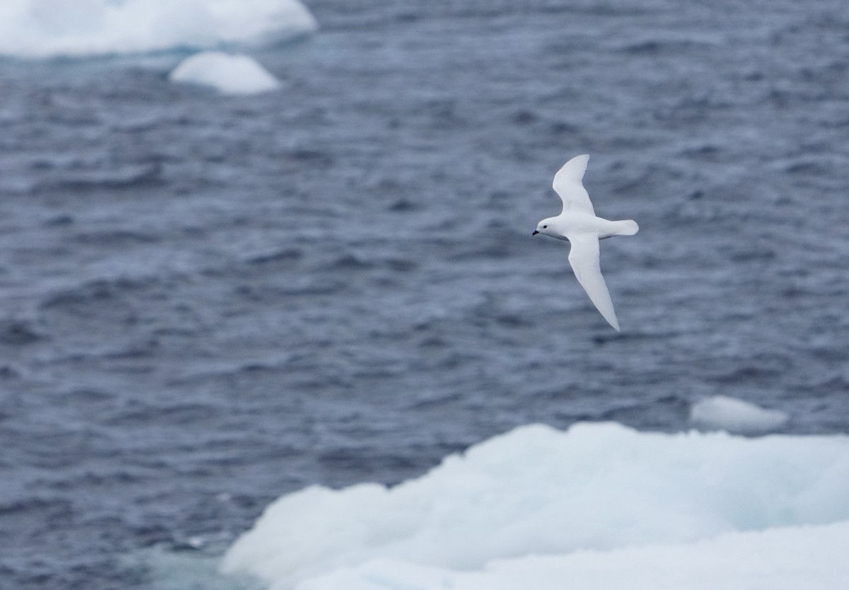Snow Petrel - ML646267493