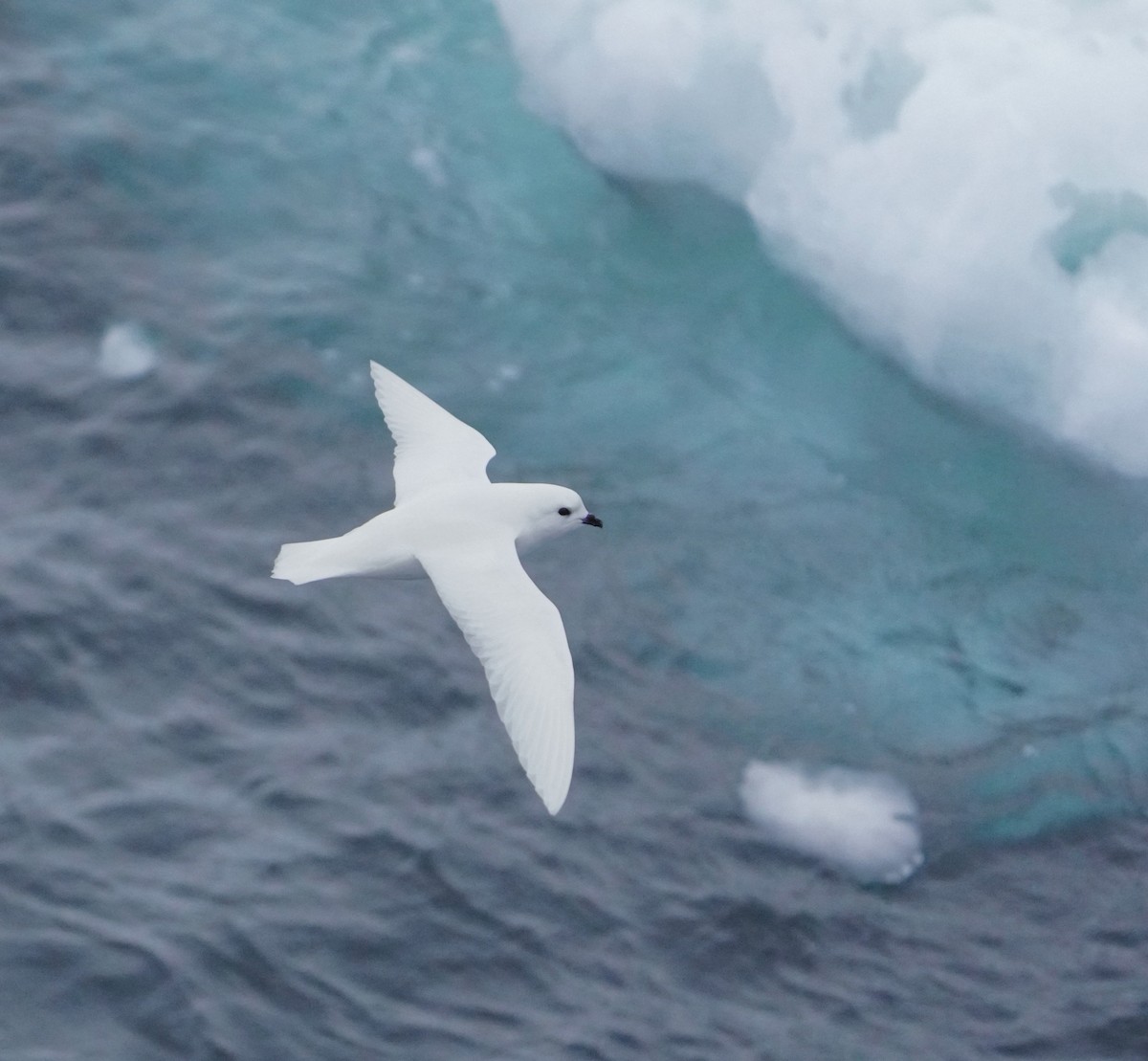 Snow Petrel - ML646267494