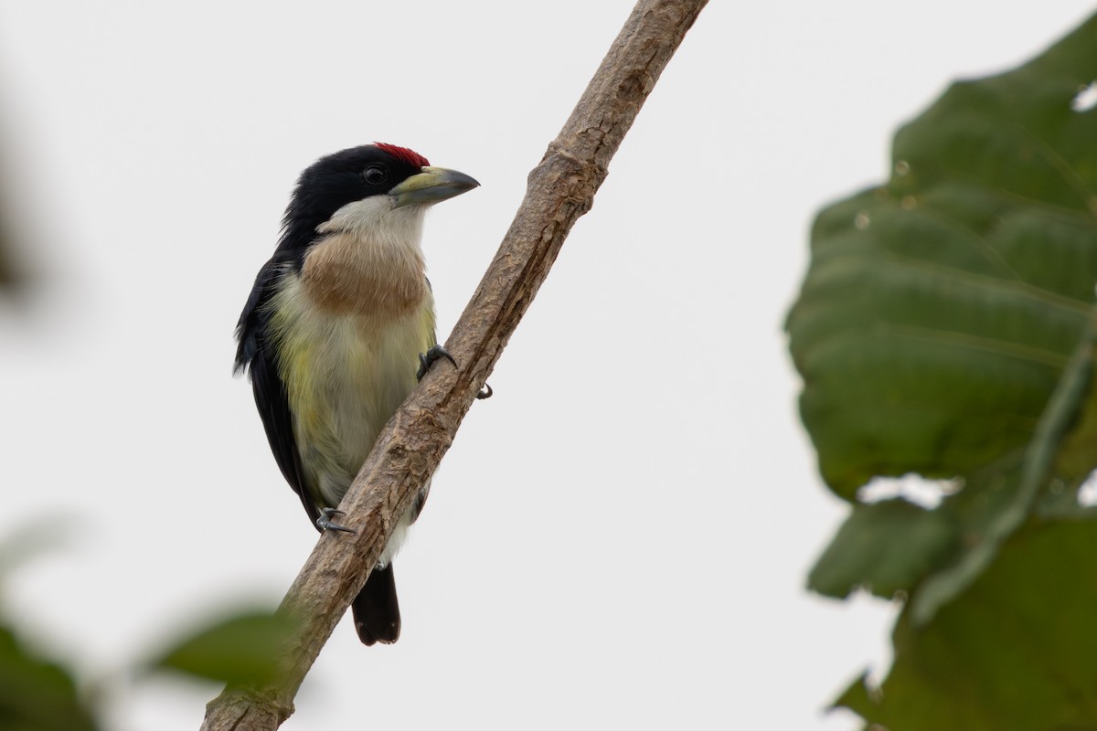 White-mantled Barbet - ML646267495