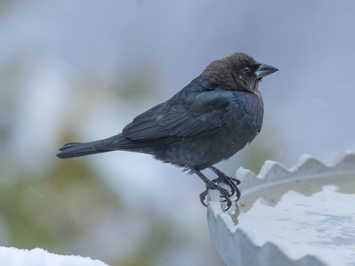 Brown-headed Cowbird - ML646267503