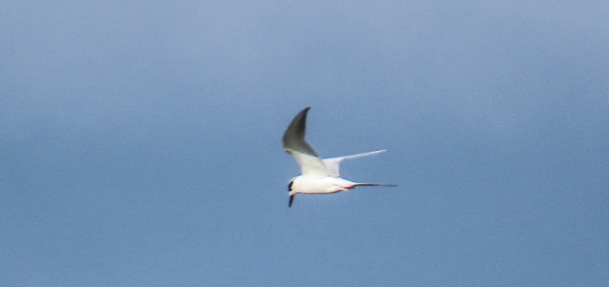 Forster's Tern - ML646267504