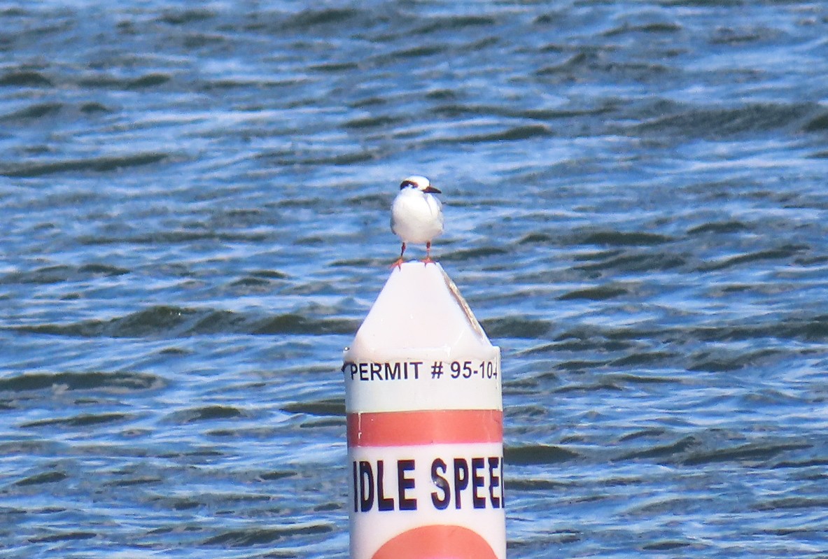 Forster's Tern - ML646267505