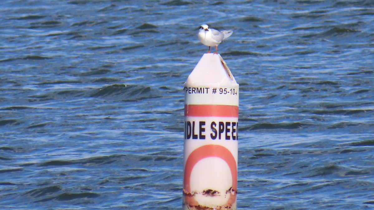 Forster's Tern - ML646267506