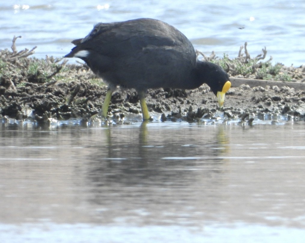 White-winged Coot - ML646267507