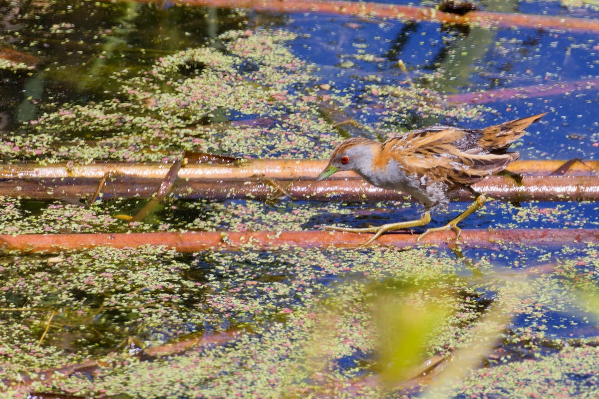 Baillon's Crake - ML646267508