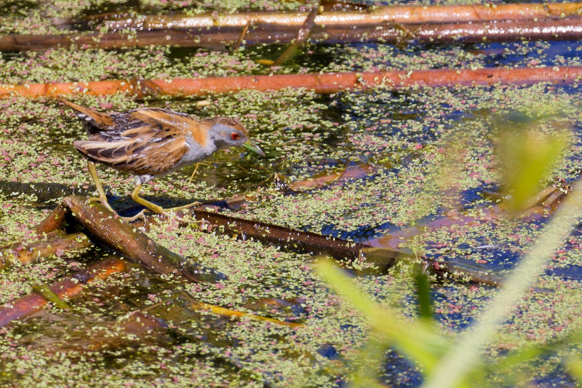 Baillon's Crake - ML646267509