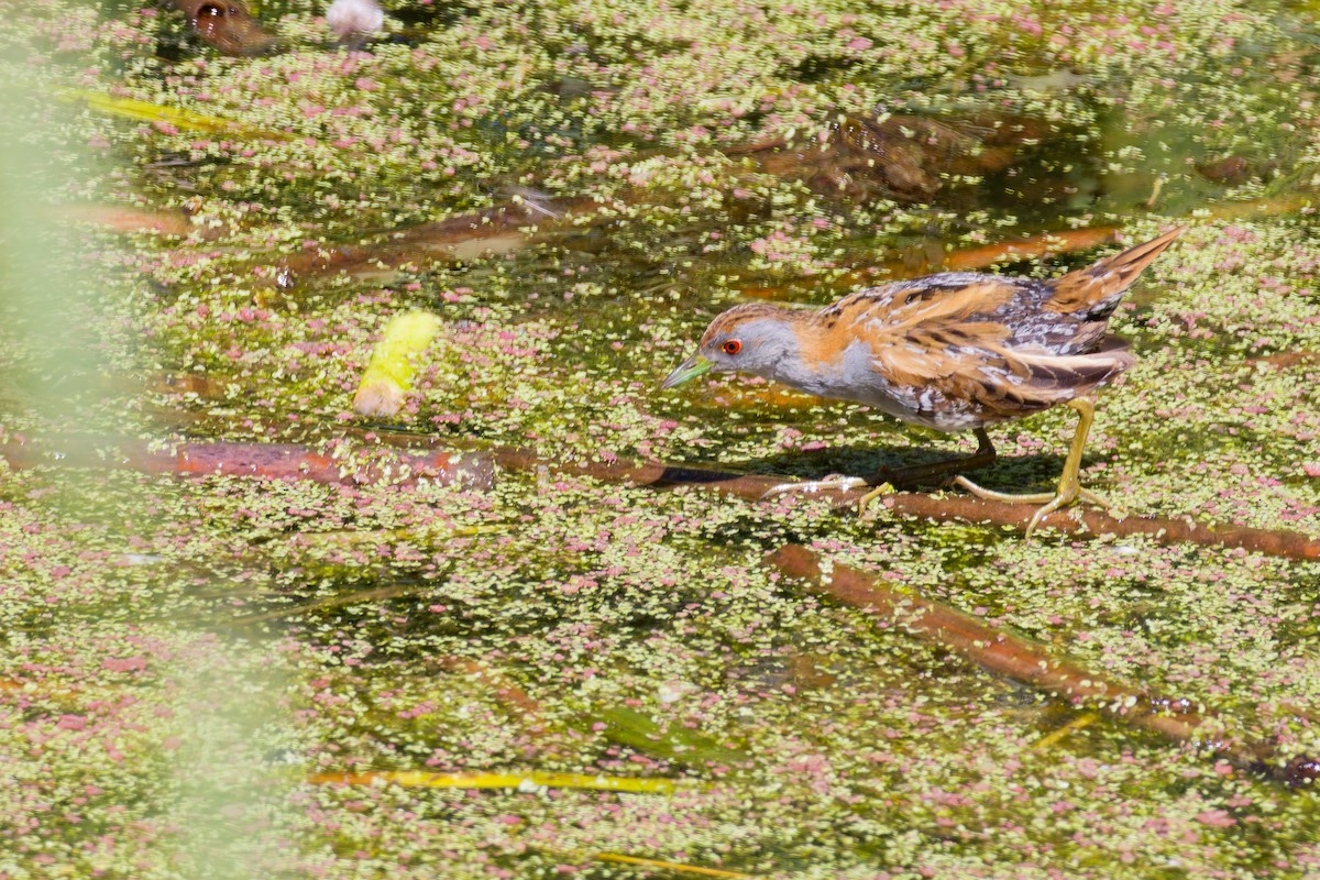 Baillon's Crake - ML646267510
