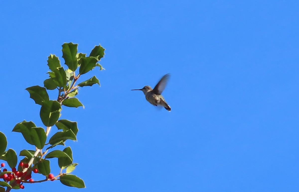 Black-chinned Hummingbird - ML646267511