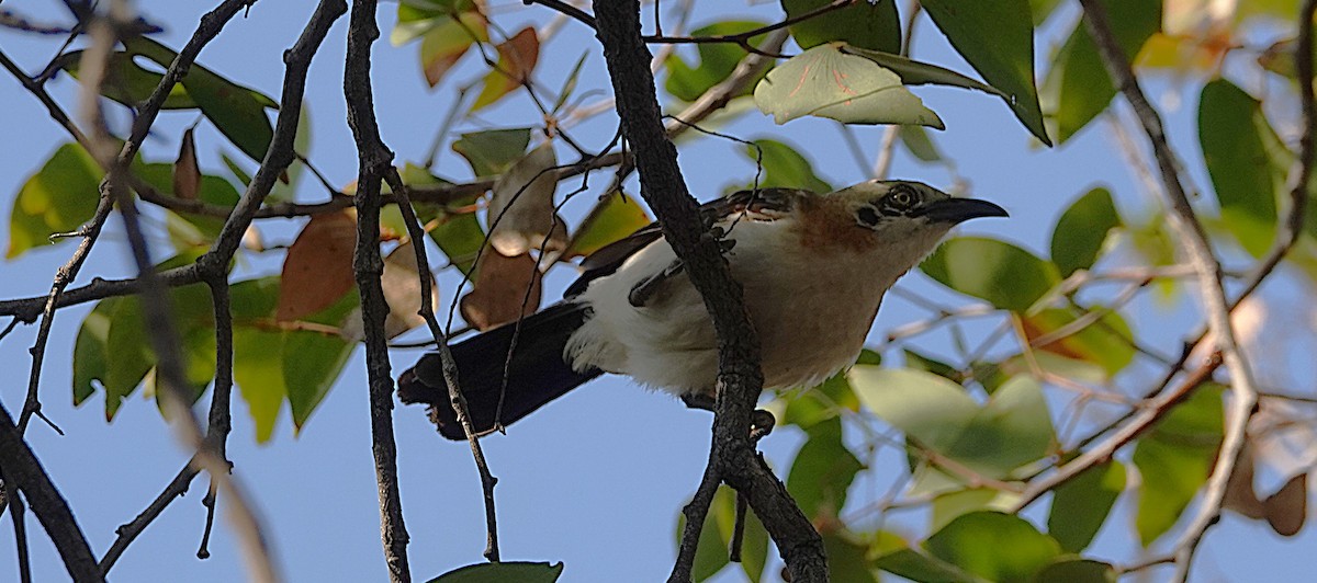 Bare-cheeked Babbler - ML646267512