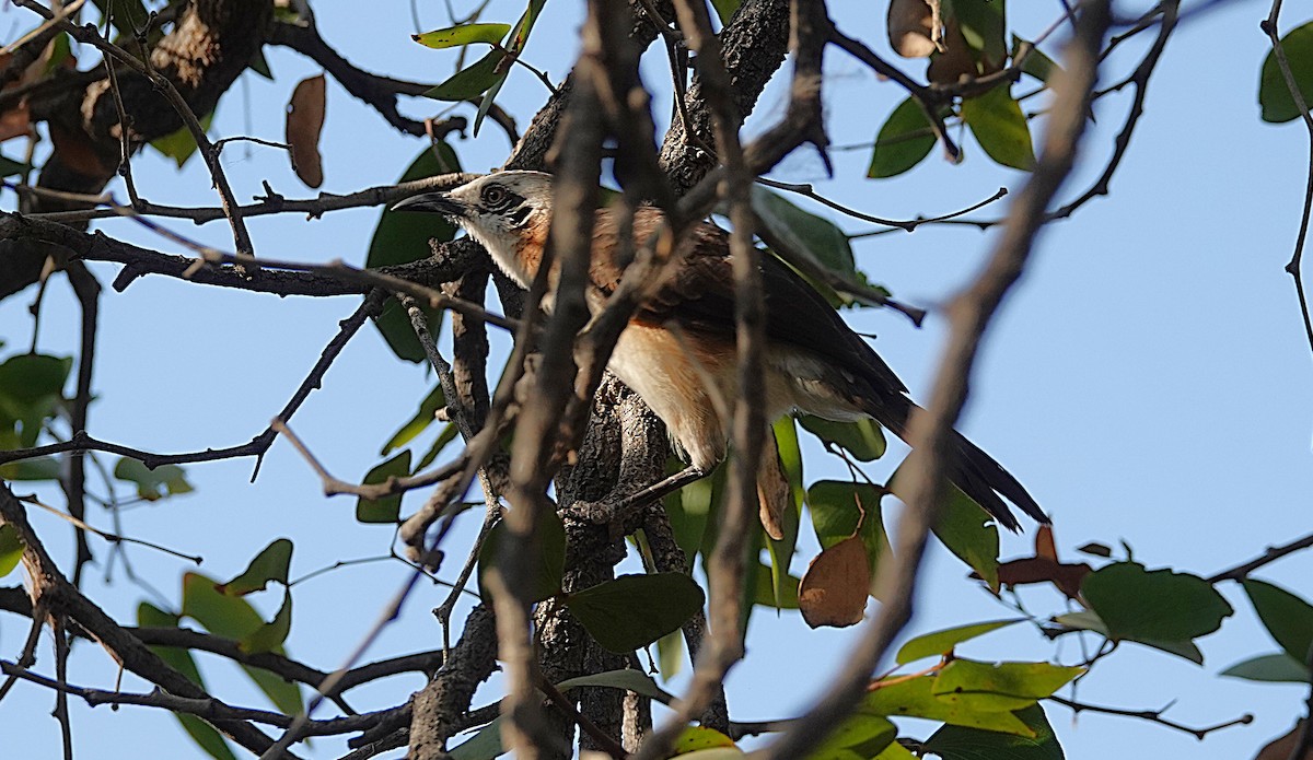 Bare-cheeked Babbler - ML646267513