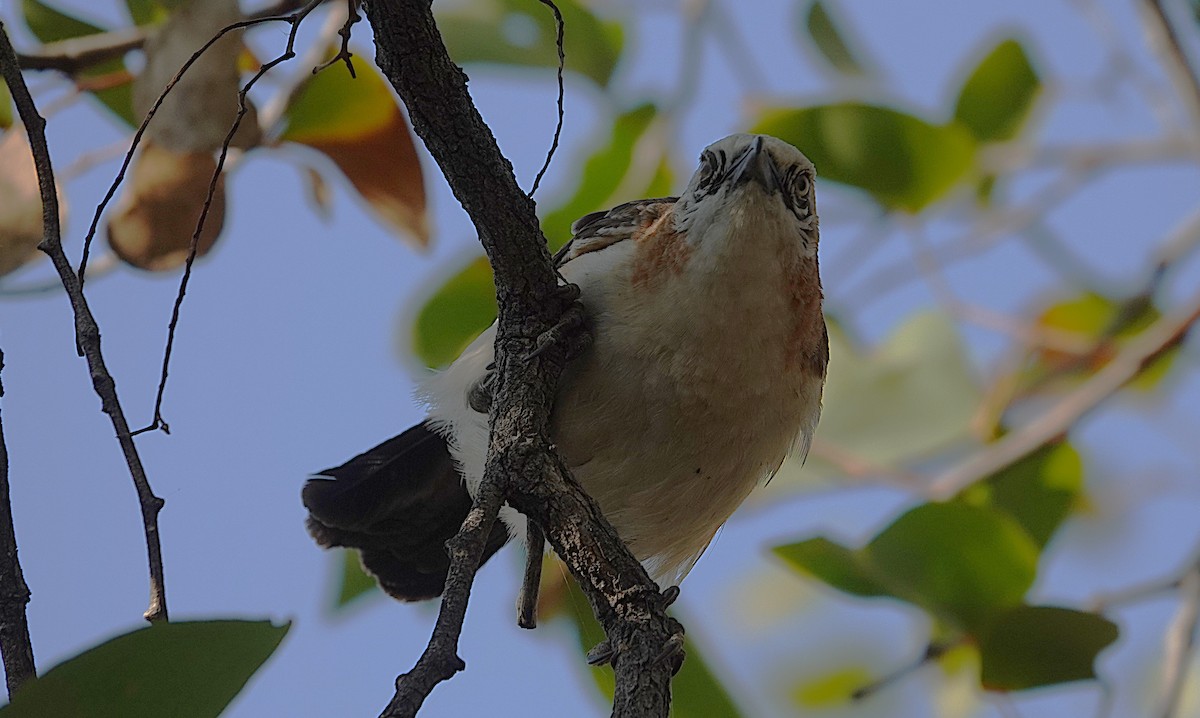 Bare-cheeked Babbler - ML646267514