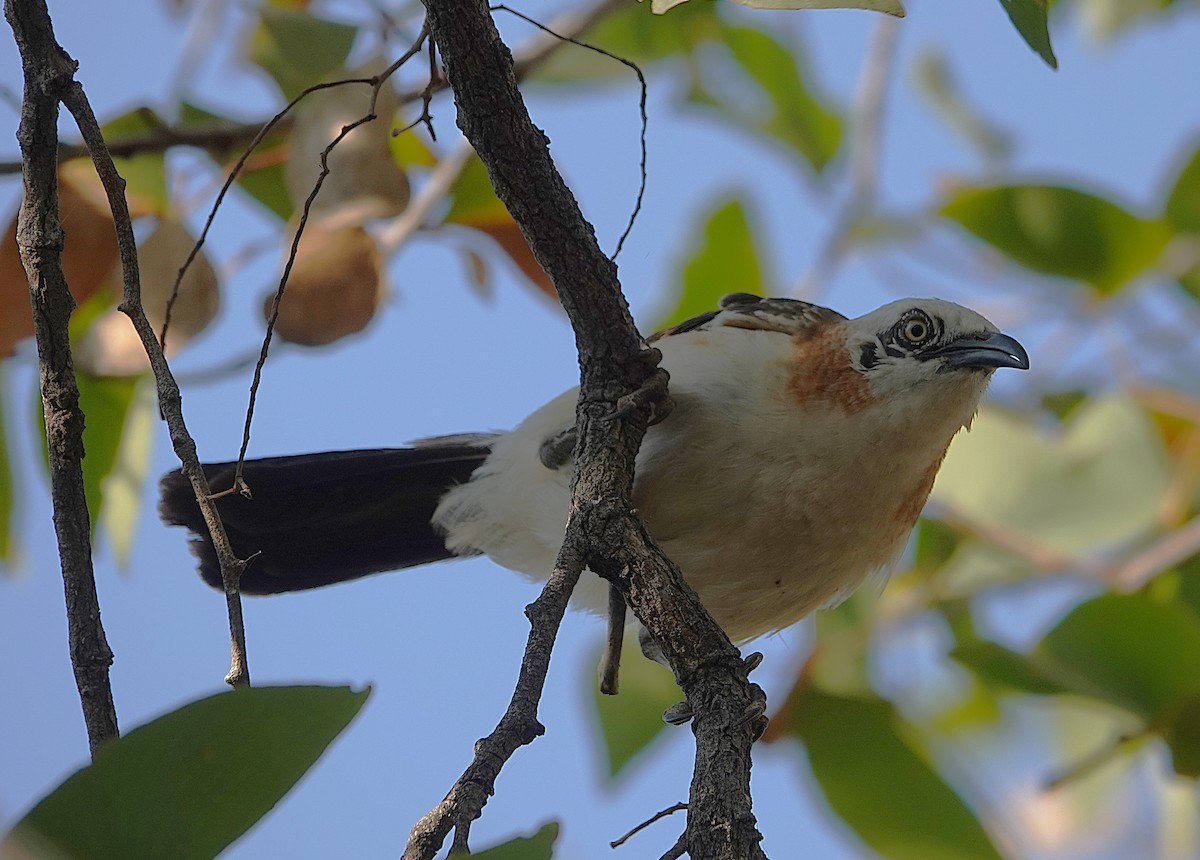 Bare-cheeked Babbler - ML646267515