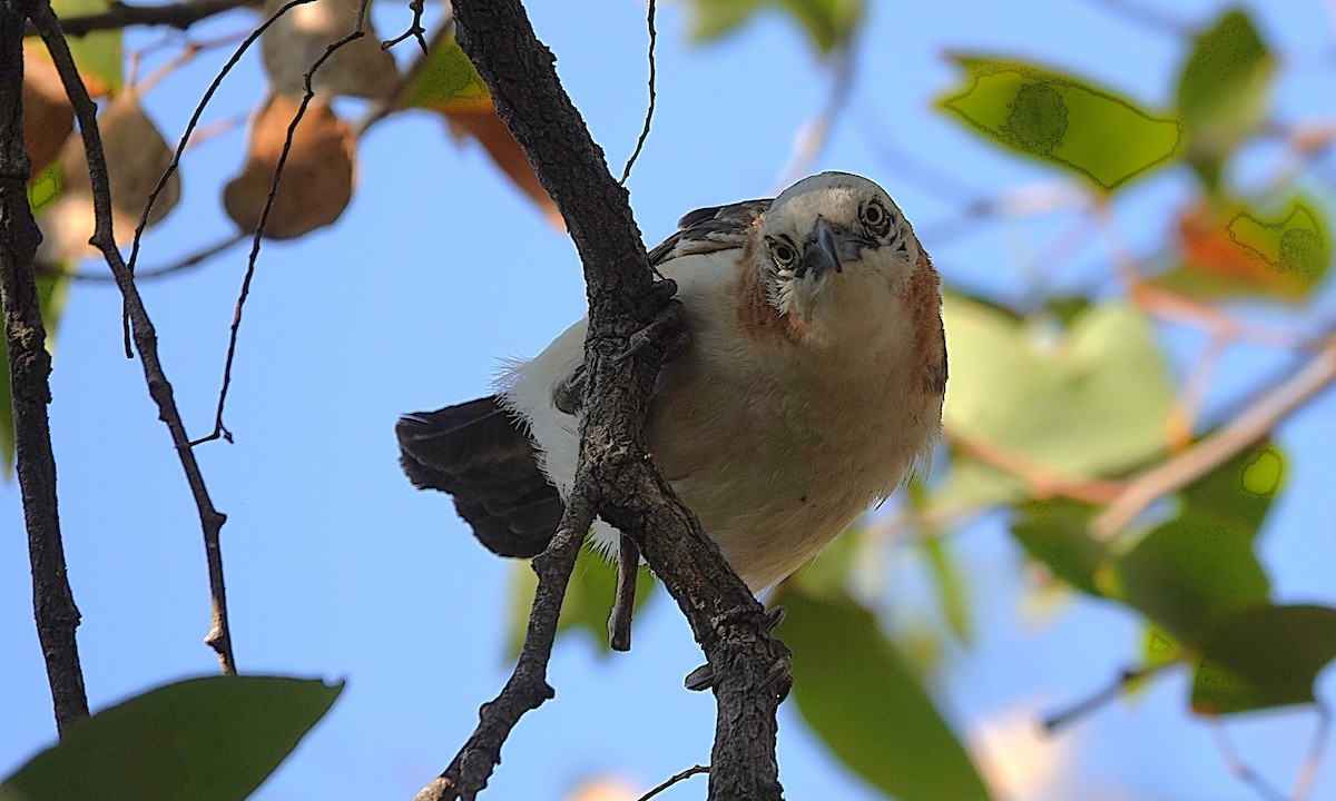 Bare-cheeked Babbler - ML646267516