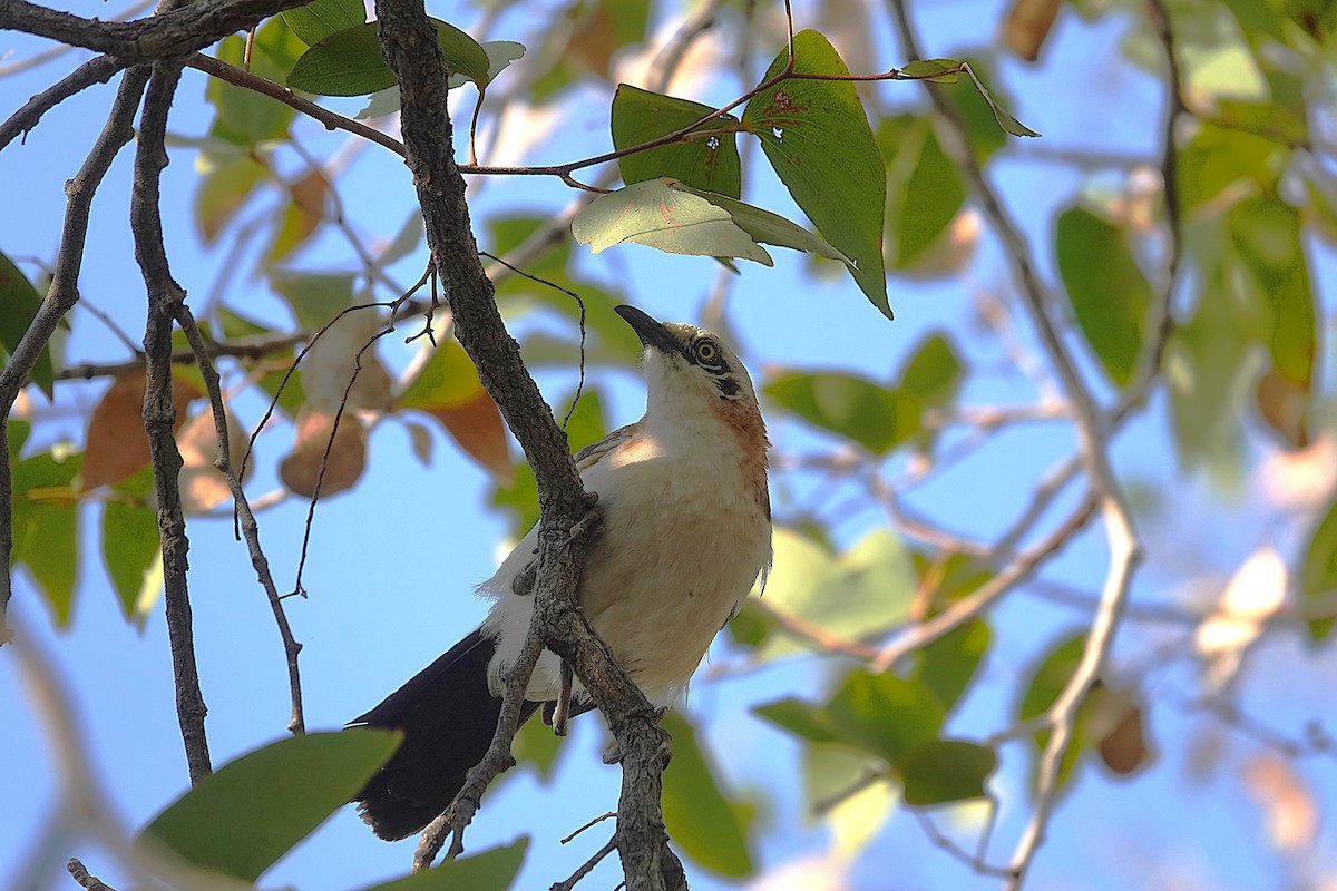 Bare-cheeked Babbler - ML646267517