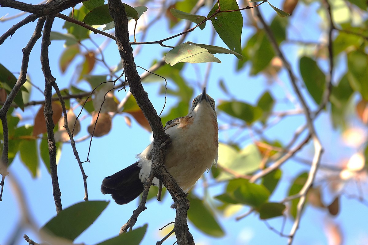 Bare-cheeked Babbler - ML646267518