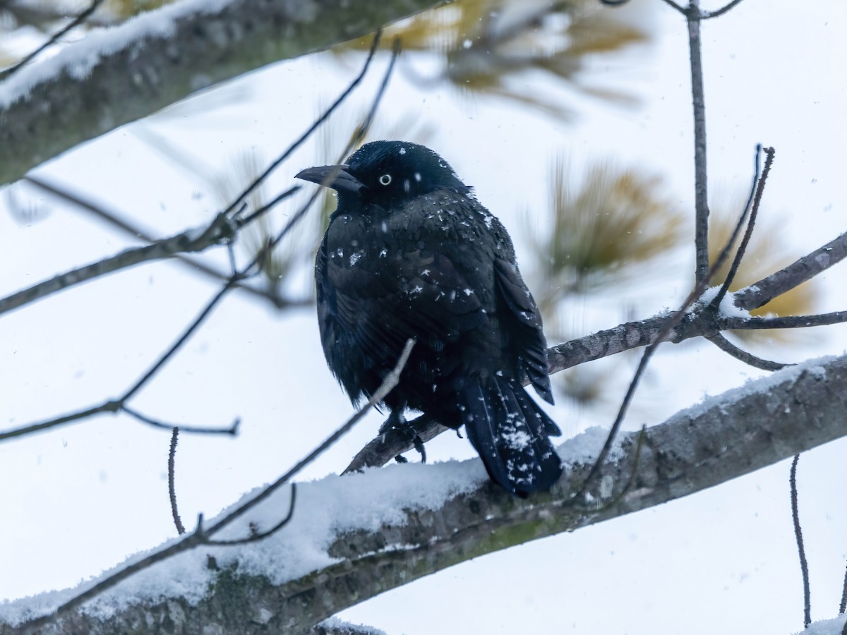 Common Grackle - ML646267519