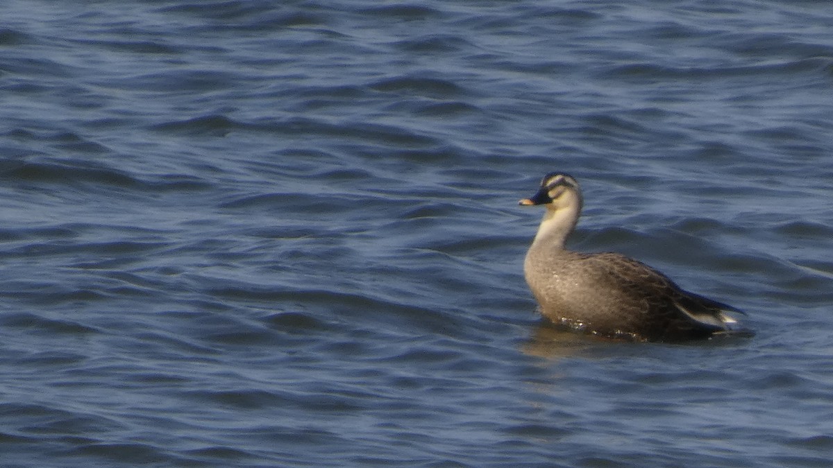 Eastern Spot-billed Duck - ML646267520