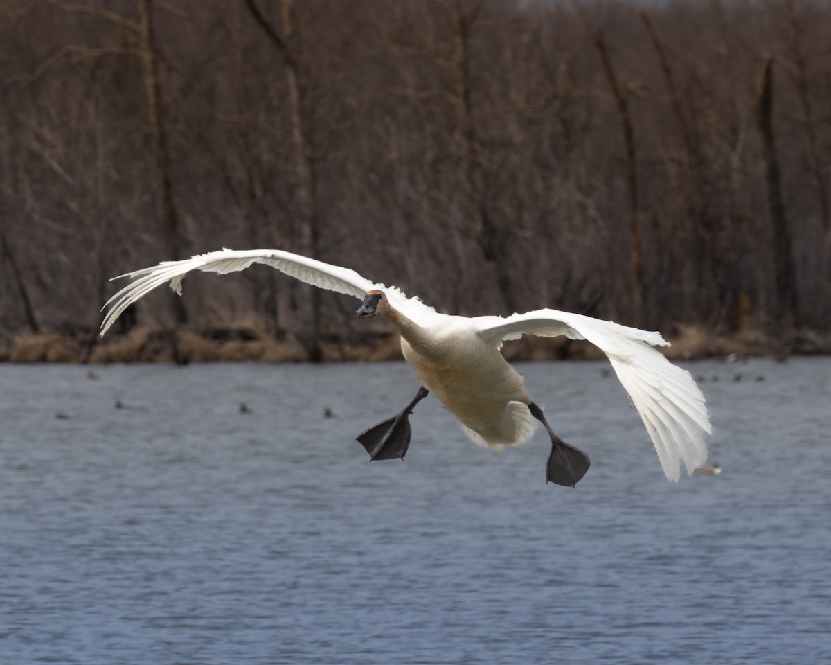 Trumpeter Swan - ML646267521