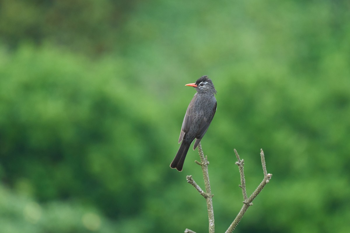 Black Bulbul - ML646267522