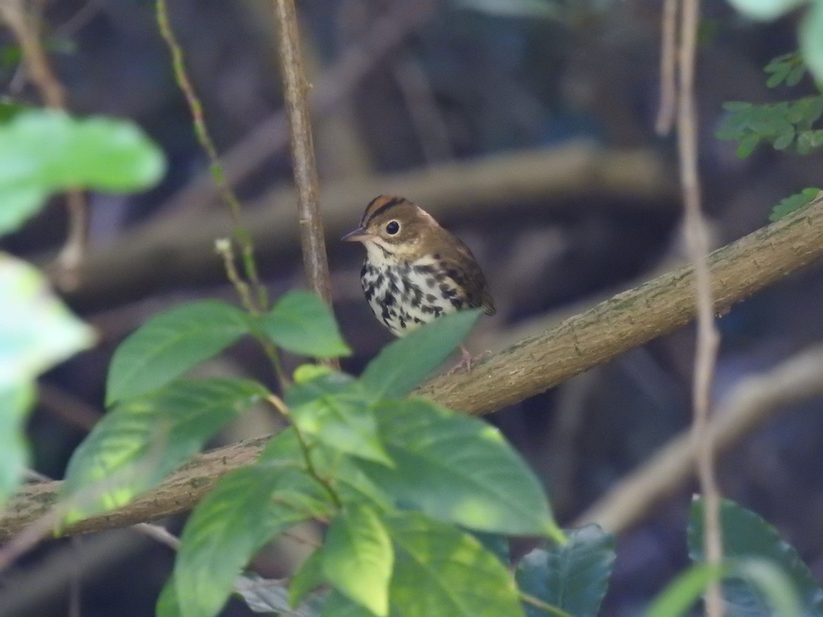 Ovenbird - ML646267523