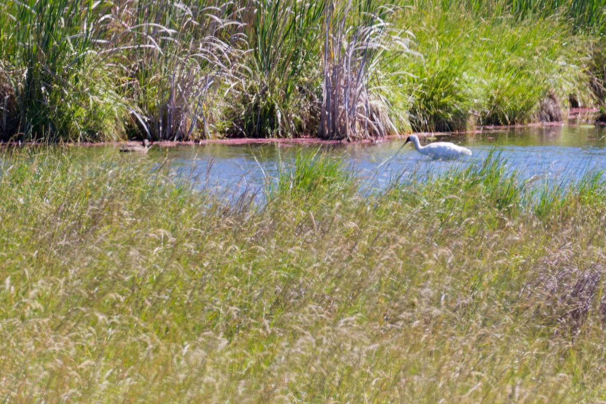 Royal Spoonbill - ML646267524