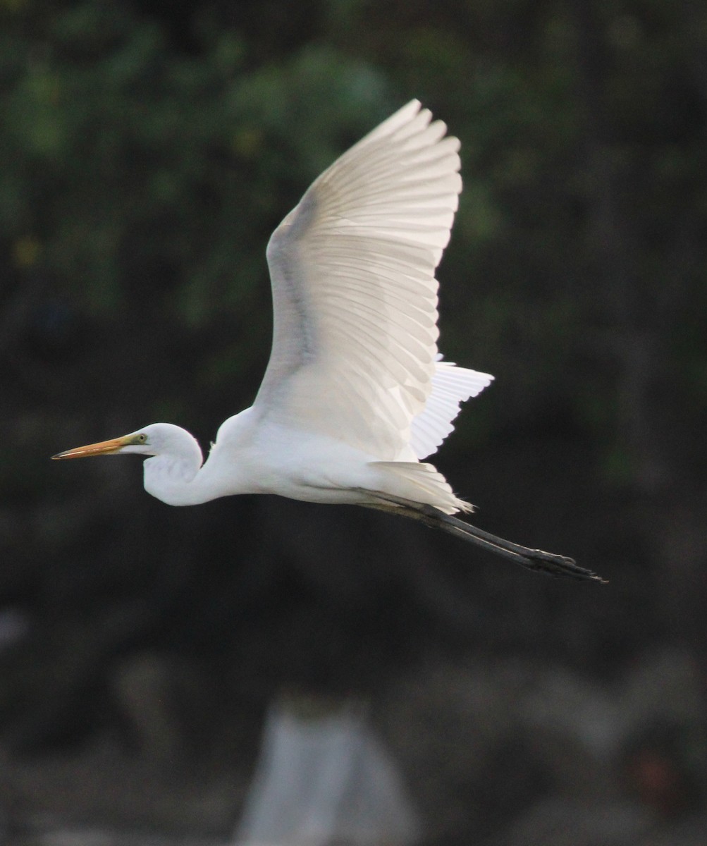 Great Egret - ML646267525