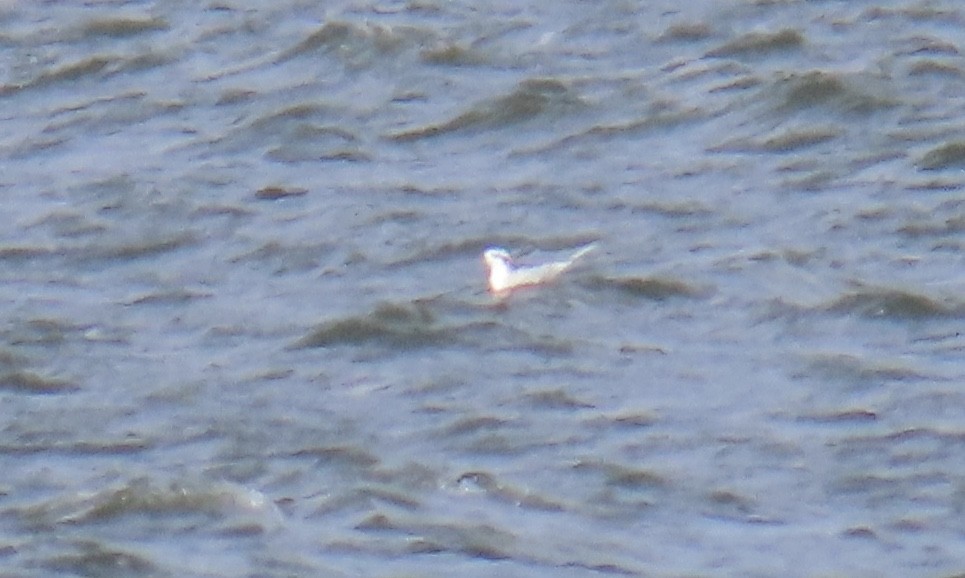 Forster's Tern - ML646267526