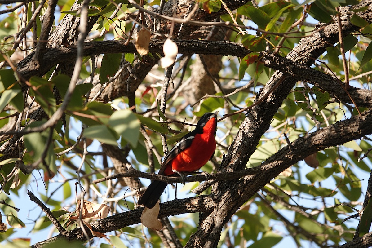 Crimson-breasted Gonolek - ML646267527