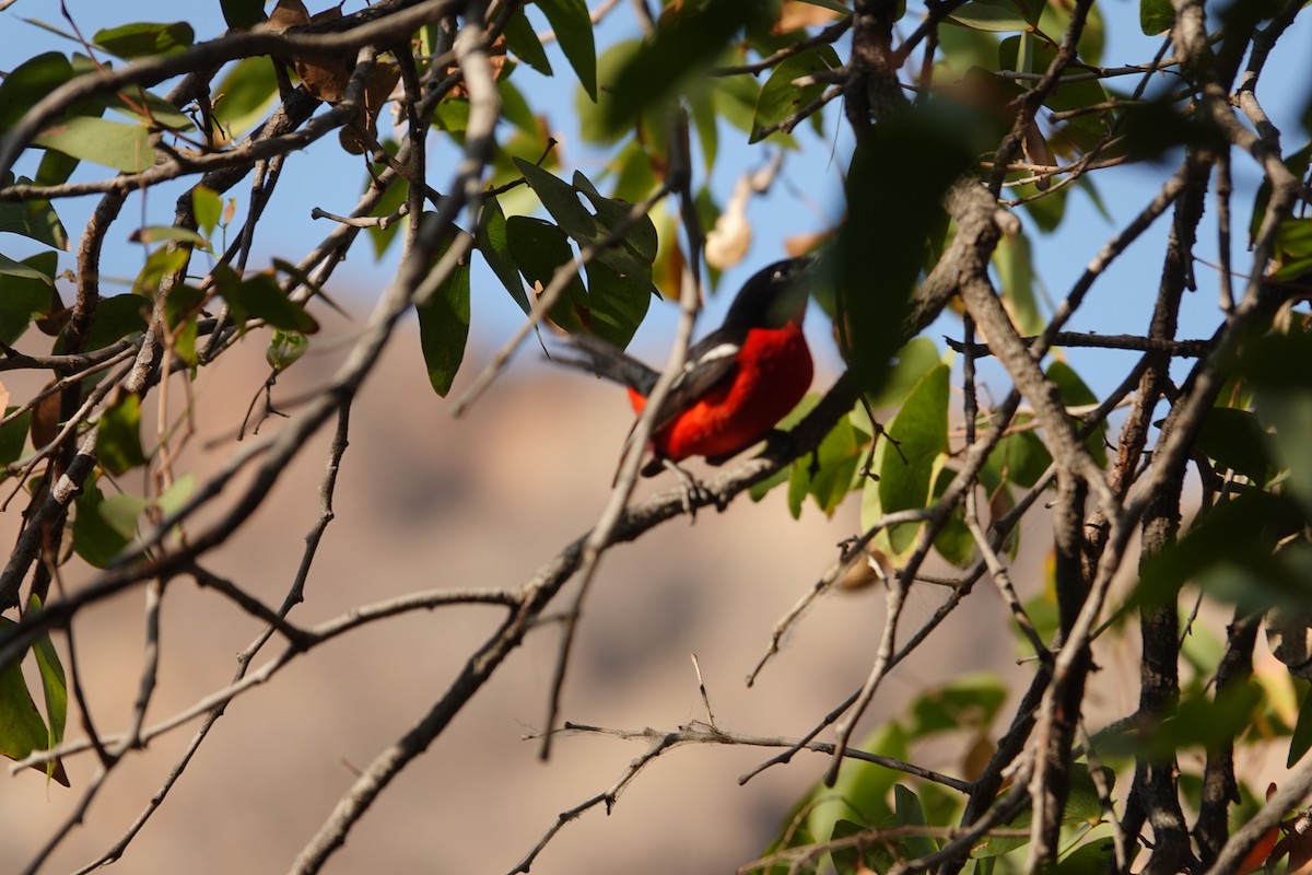 Crimson-breasted Gonolek - ML646267528