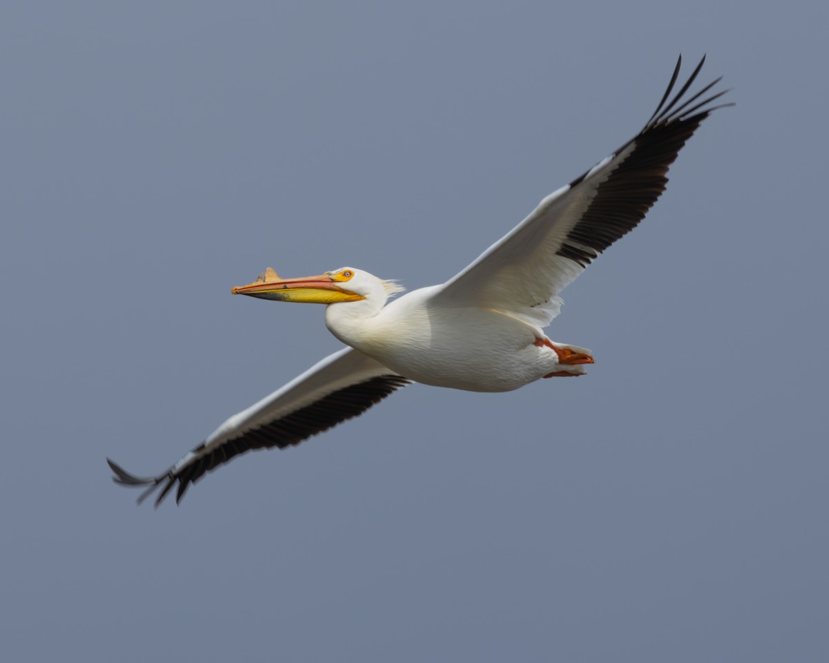American White Pelican - ML646267529