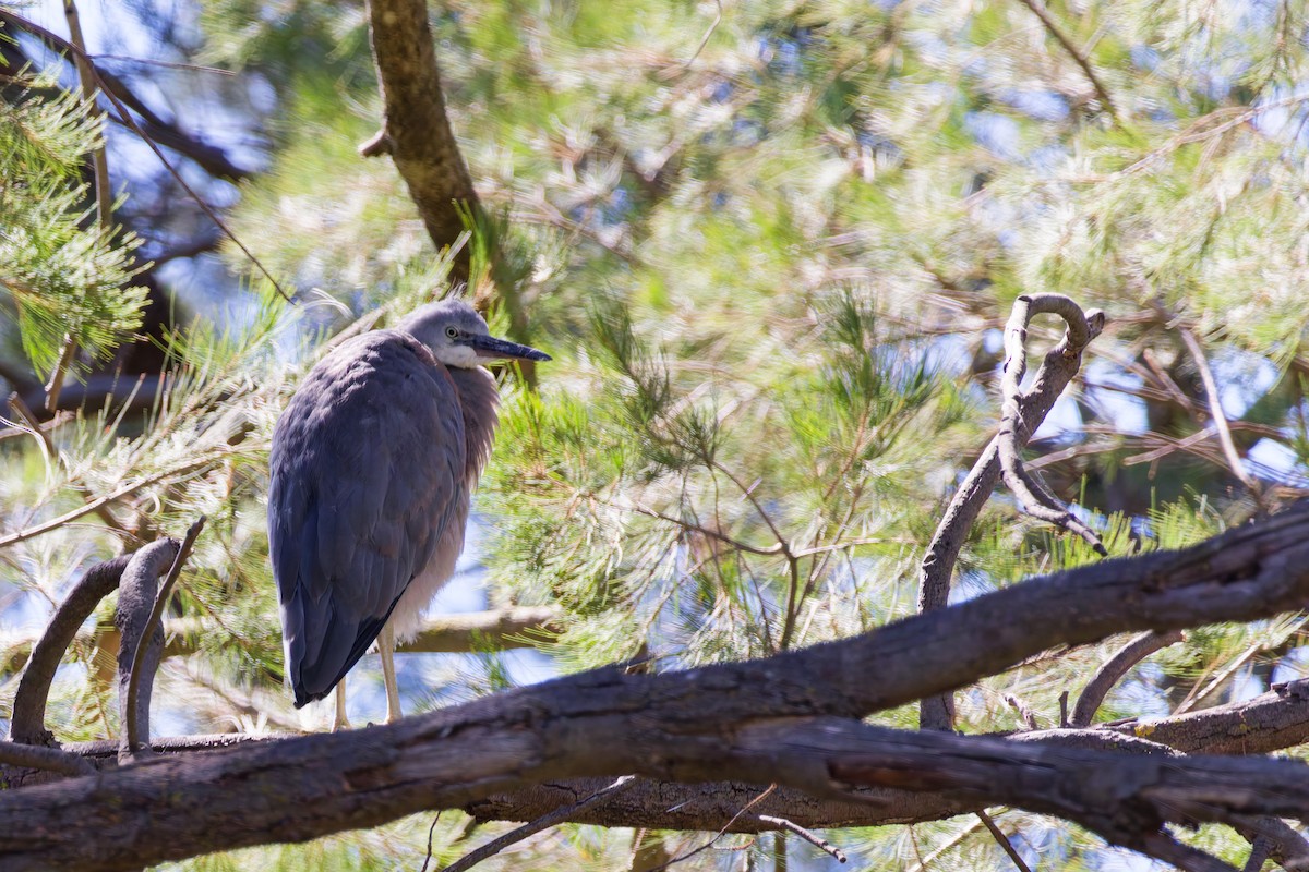 volavka bělolící - ML646267530