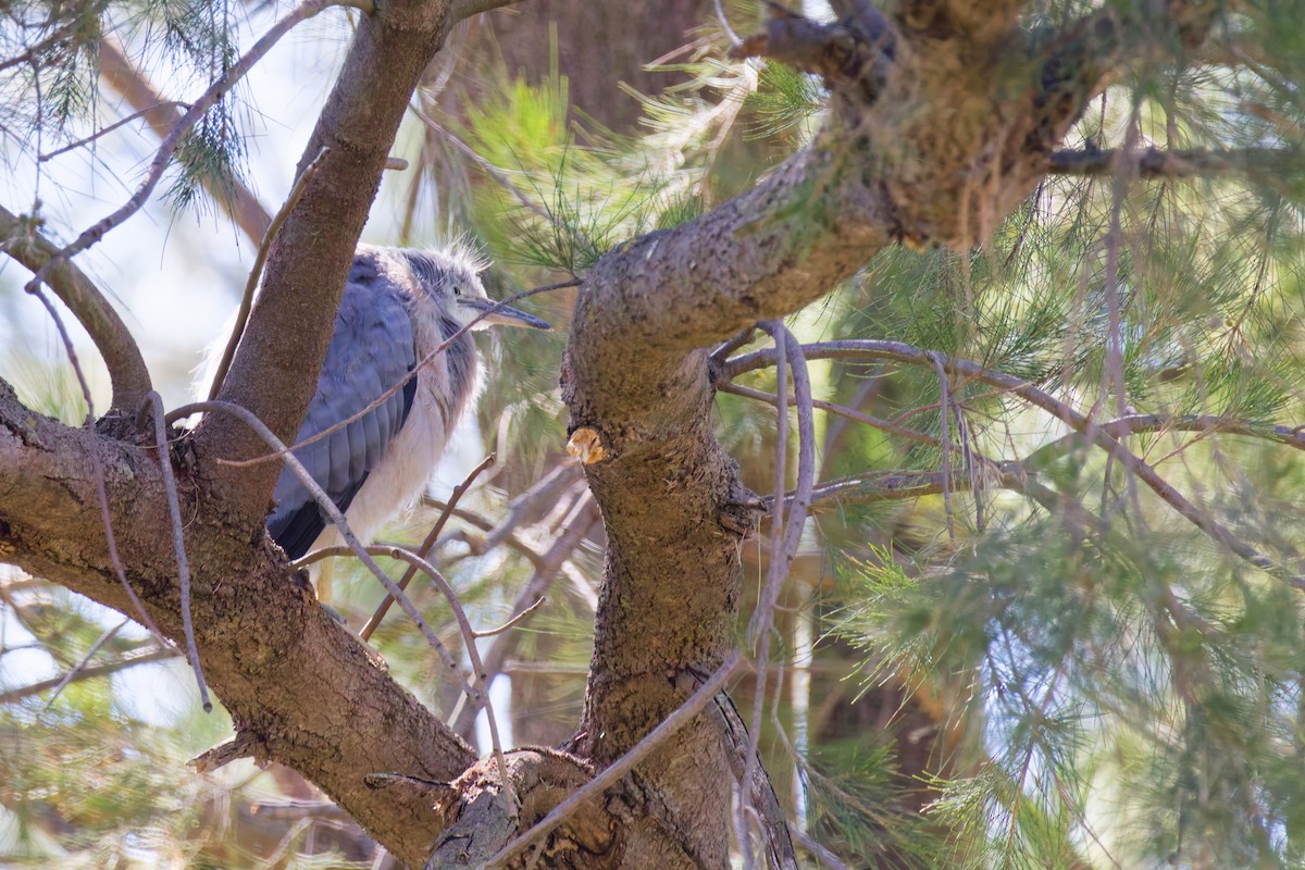 volavka bělolící - ML646267531