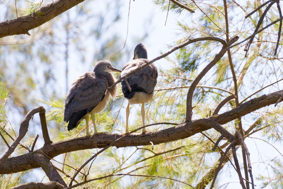 volavka bělolící - ML646267532