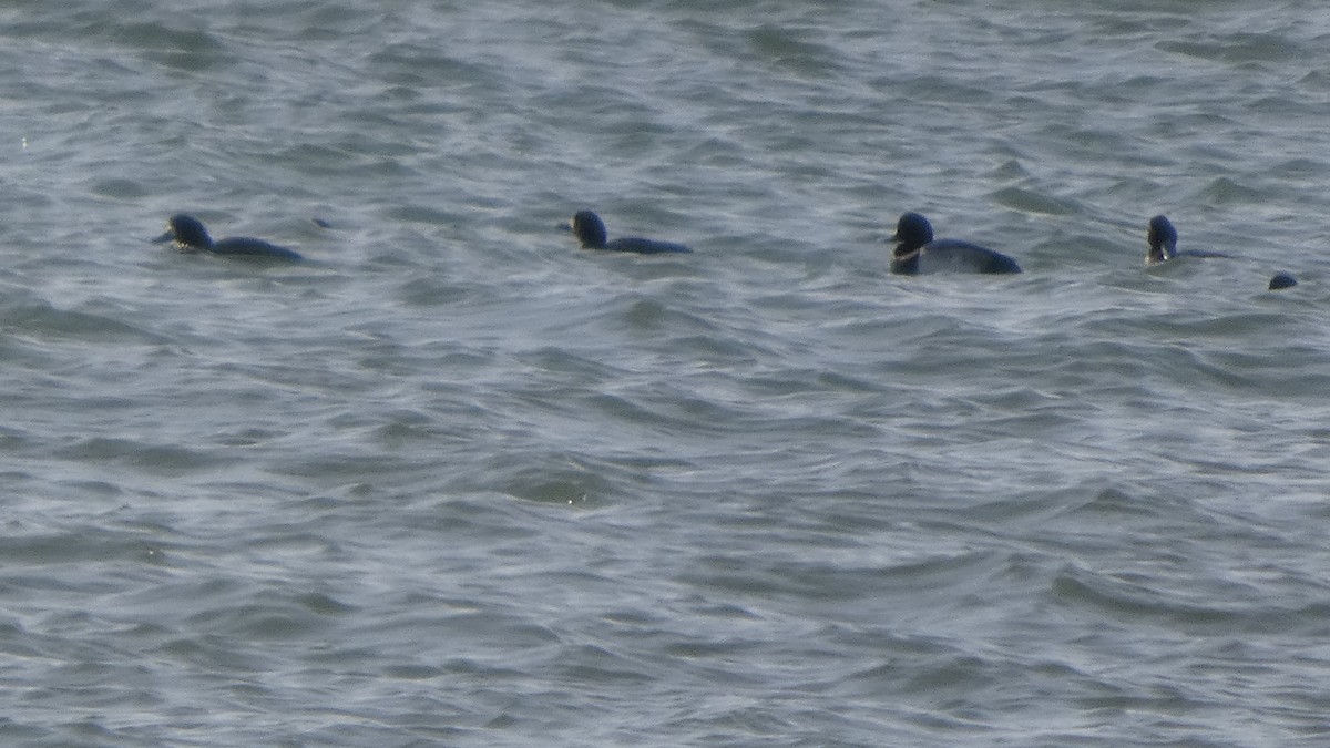 Greater Scaup - ML646267533