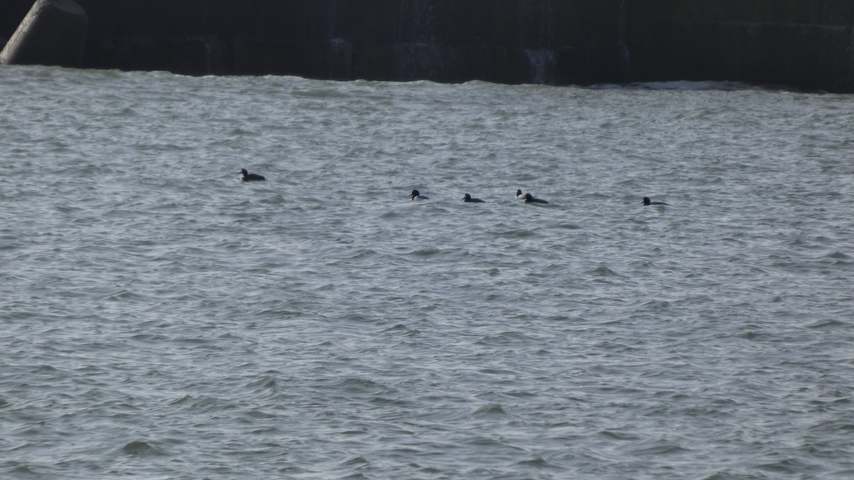 Greater Scaup - ML646267534