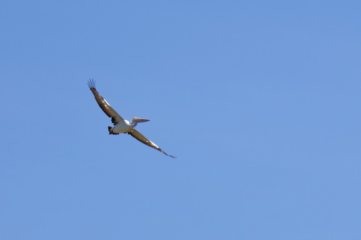 Australian Pelican - ML646267535