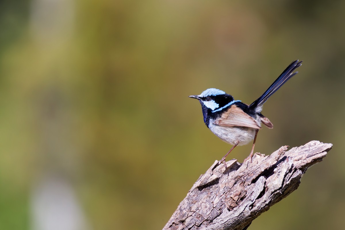 Superb Fairywren - ML646267537