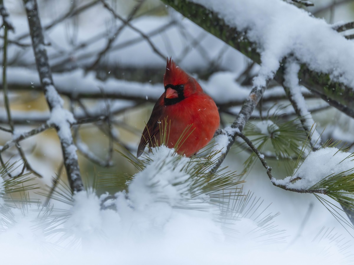 Northern Cardinal - ML646267538