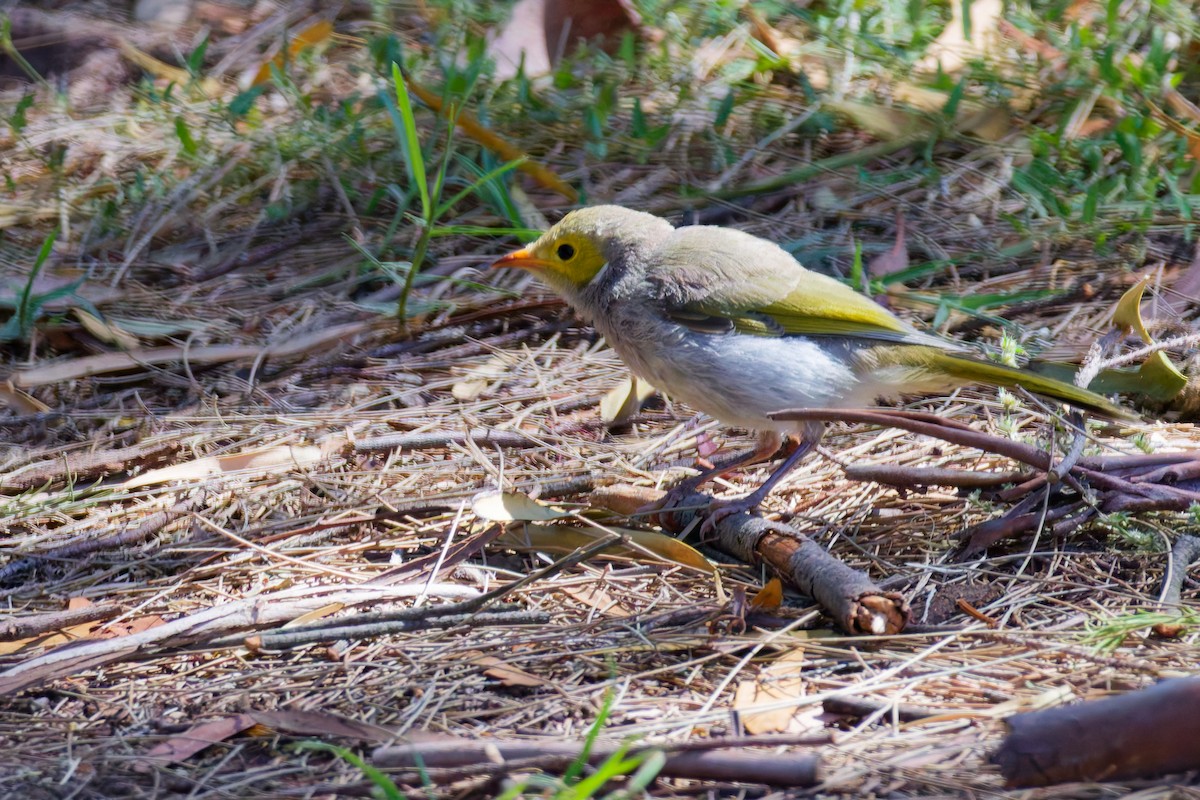 White-plumed Honeyeater - ML646267542